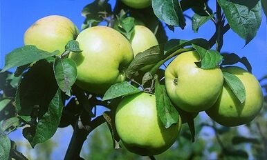 Infusão de maçãs para o tratamento de varizes